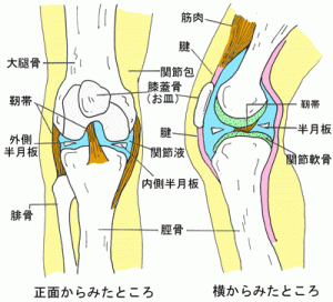 膝の解剖図1